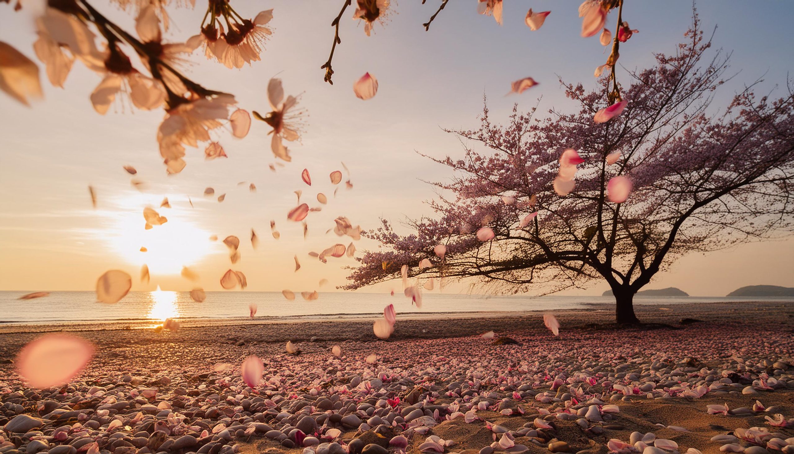 Cherry Blossom Tree by the seaside, Cherry Blossom Echo